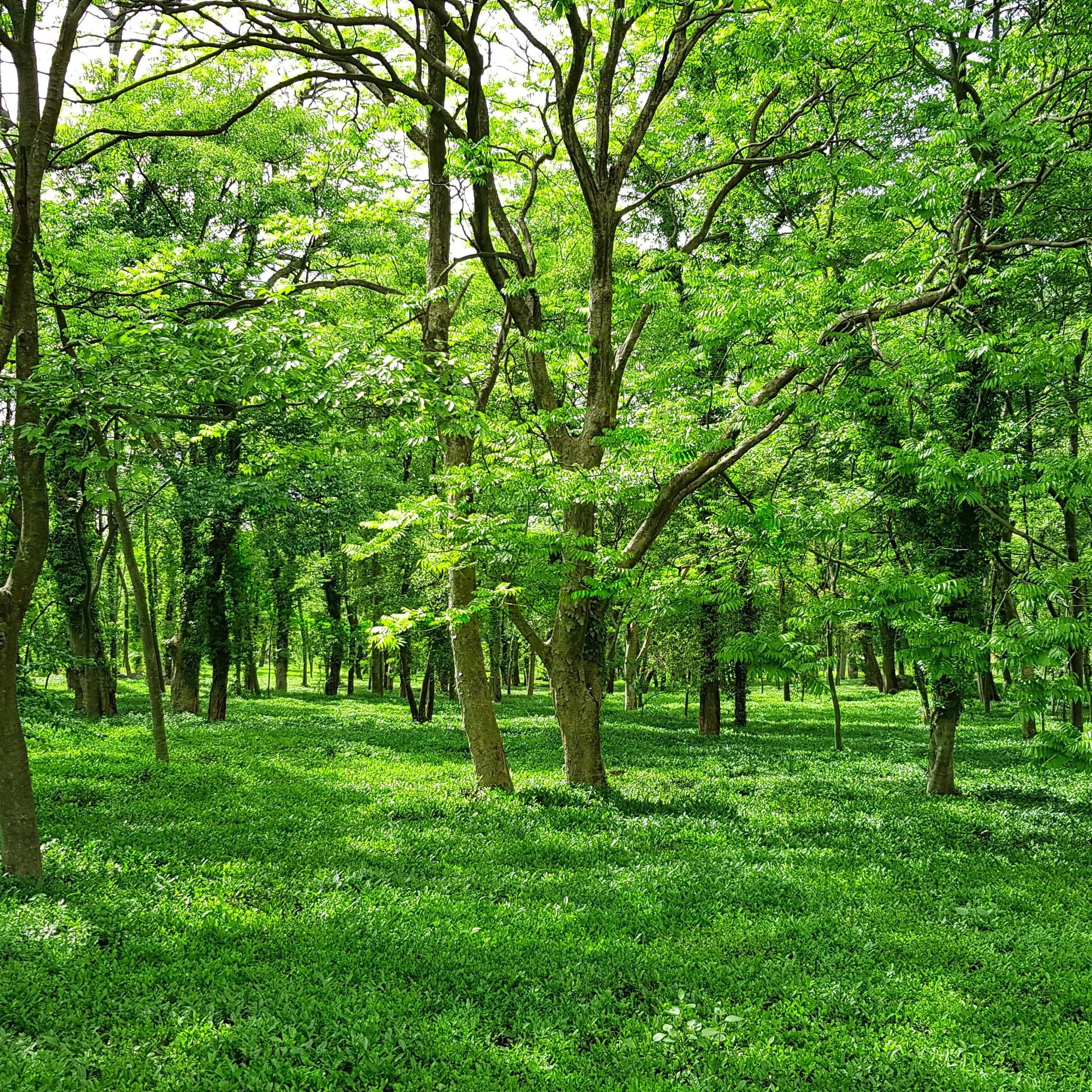 Foto von einem Wald